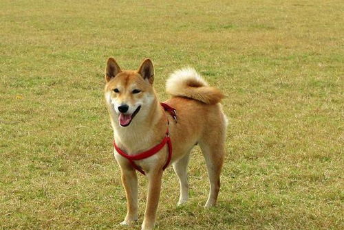 掉毛大戶不止薩摩耶！這些寵物狗掉的毛，真能開“紡織廠”