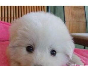 深圳純種大白熊幼犬轉讓，精心養育公母可選