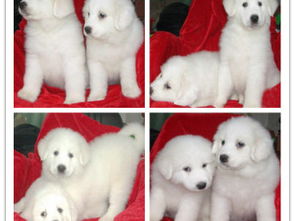 王者風范，品質之選——雙血統大白熊犬基地直銷