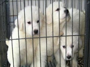 成都專業犬舍出售健康三月齡大白熊幼犬，公母齊全并附健康保障協議