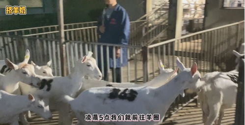 透明工藝，安心之選 谷登大白寵物羊奶，開啟國內寵物食品新標準