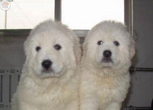 純種大白熊幼犬 健康大骨量、豐厚毛量的理想家庭伴侶